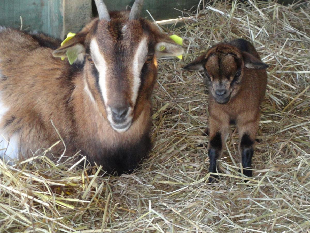 مبيت وإفطار La Petite Ferme De Pouillon - Parc Animalier - Aire De Loisirs المظهر الخارجي الصورة