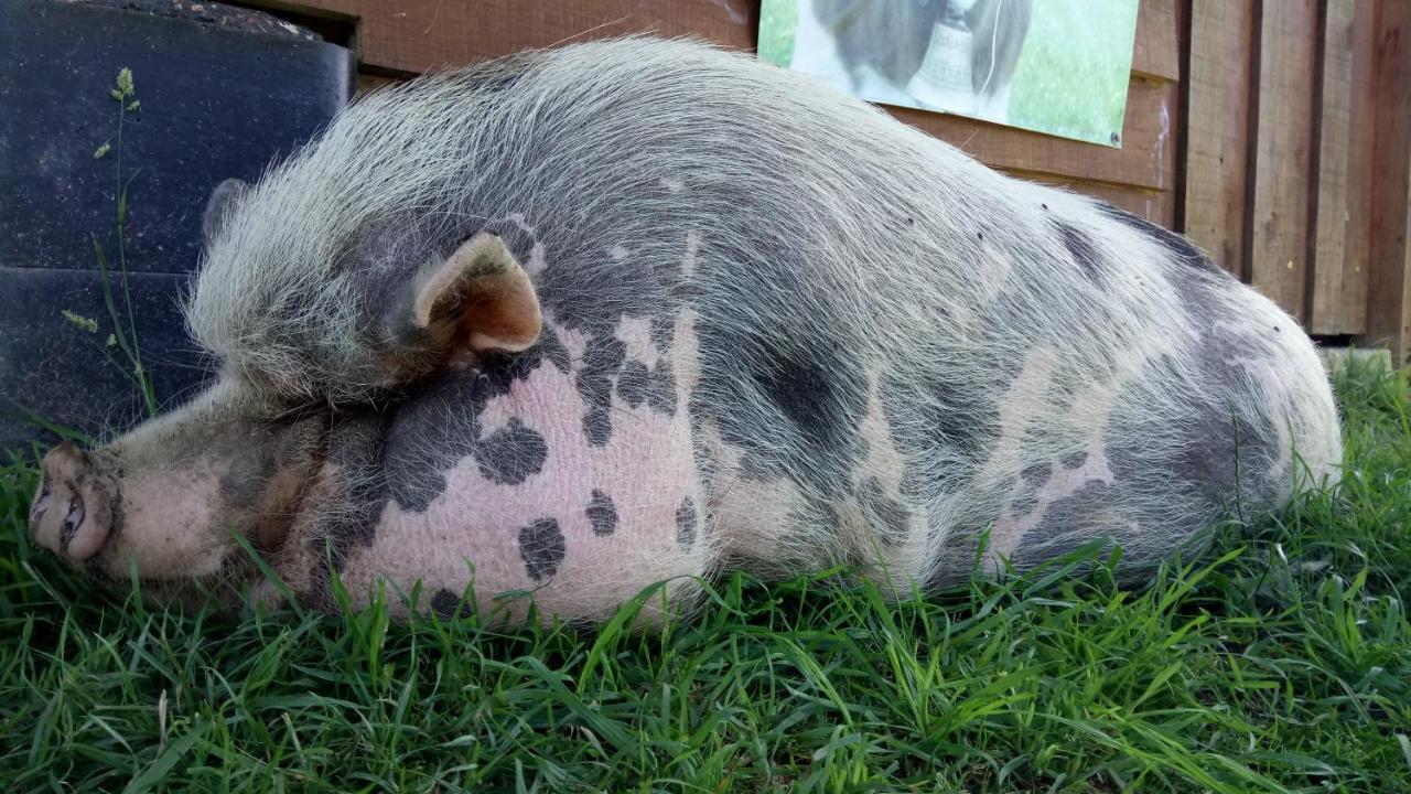 مبيت وإفطار La Petite Ferme De Pouillon - Parc Animalier - Aire De Loisirs المظهر الخارجي الصورة