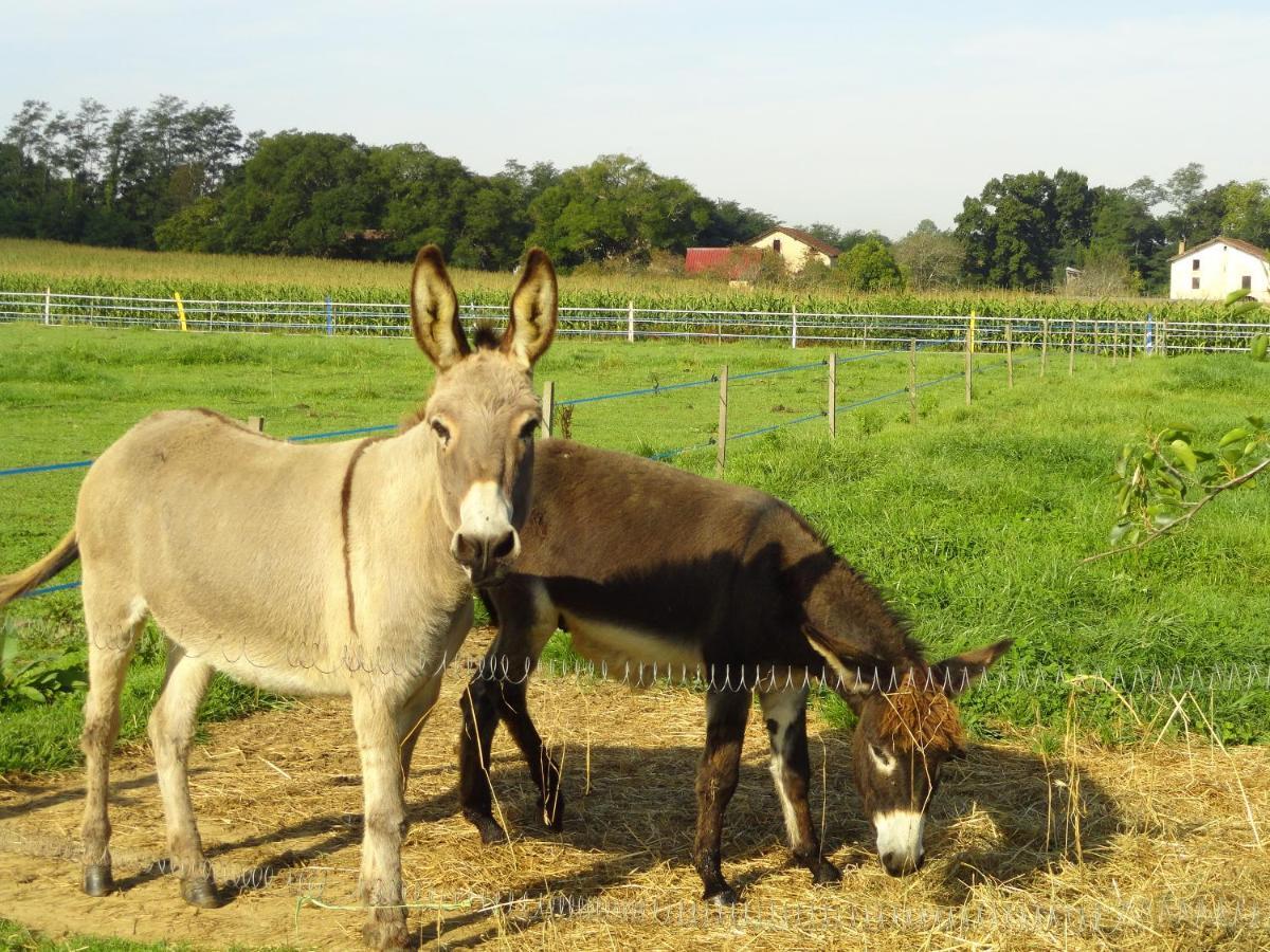 مبيت وإفطار La Petite Ferme De Pouillon - Parc Animalier - Aire De Loisirs المظهر الخارجي الصورة